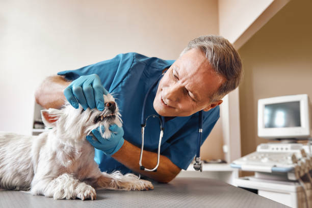 Best Emergency X-Rays and Diagnostics in Augusta, KY